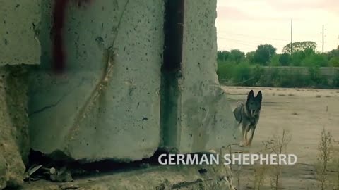 Extreme trained & disciplined german shepherd dog