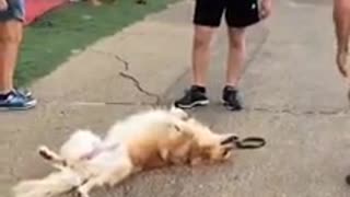 Super relaxed dog sprawls out at the park