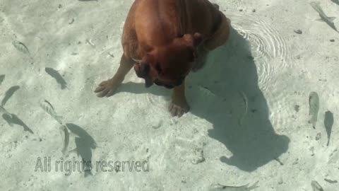 Cute Funny Dog and Fish