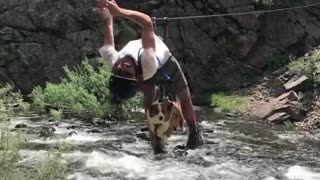 Daredevil corgi fearlessly crosses river