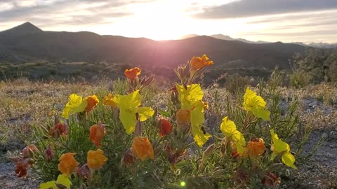 Desert flower sunset