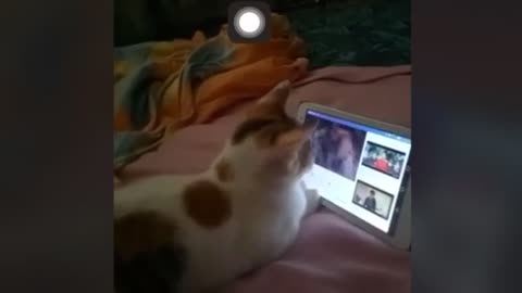 Cat wants to be one of the Kung Fu masters while watching Kung Fu videos.. Watch till the end of the video.