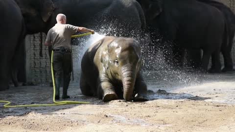 Zookeeper Showering a Baby ElephantZookeeper Showering a Baby Elephant