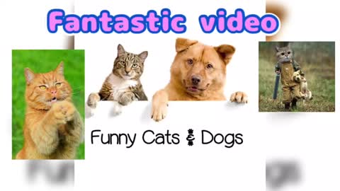 Very Funny cats & dogs 🐕 | new funny cat & dogs video