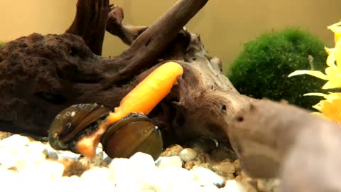 Snails Can't Get Enough of Baby Carrot