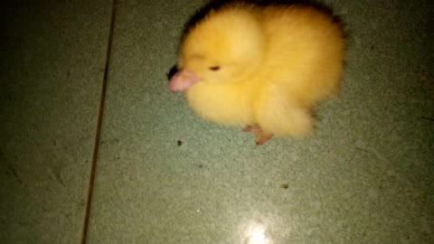 The duckling is so cute