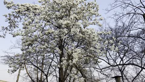 A magnolia tree in full bloom on a spring day