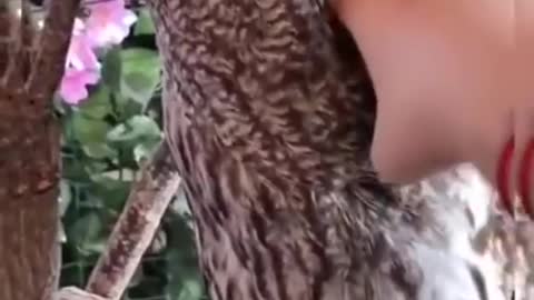 Owl turns head 180
