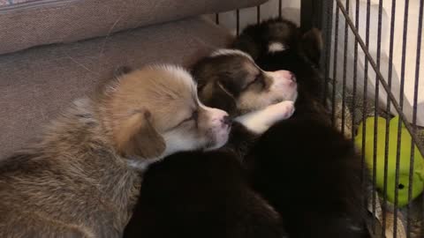 Beautiful sleeping dogs