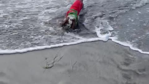 My cavaliers: Another day on the Carlsbad Dog beach