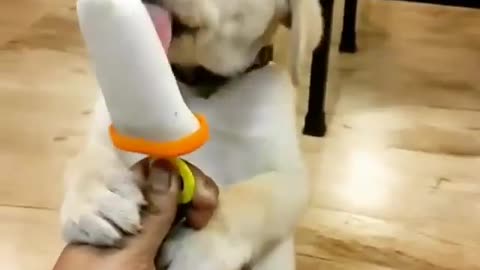 a dog eats ice cream 😋🍦