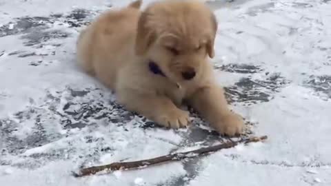 Funniest & Cutest Golden Retriever Puppies - 30 Minutes of Funny Puppy Videos 2021 #12