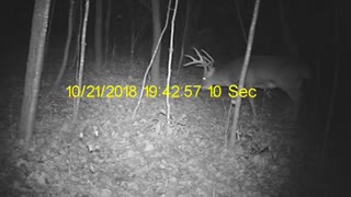 Rut 2018 Crawford Cty, wi