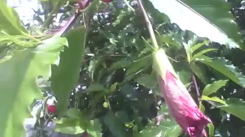 Flor hibisco vermelha fechada, o vento sacode, vai desabrochar [Nature & Animals]