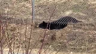 Bear Burrows Underneath Fence