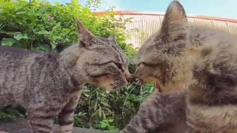 Imao two cats fight