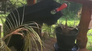 Bear Checks out Bird Feeder on Cabin Deck