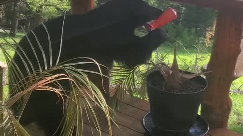 Bear Checks out Bird Feeder on Cabin Deck