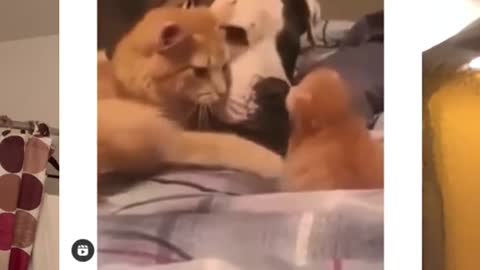 Cat introduces 1 week kitten to dog friend