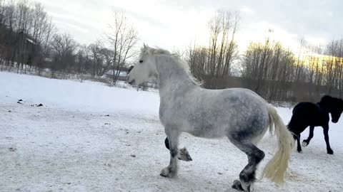 Happy Horses getting their breakfast