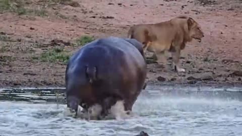 Angry hippo charges lion drinking her home