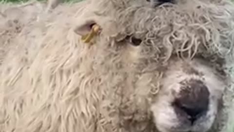Dog rides on top of sheep