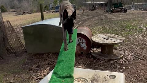 Eight month Belgian Malinois dog playing on homemade obstacles.