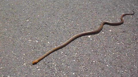 Yellow Rat Snake in Florida wetlands