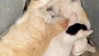 adult cat nursing his mother
