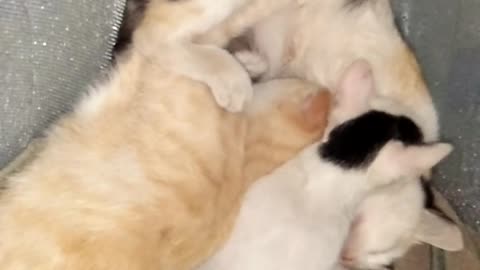 adult cat nursing his mother