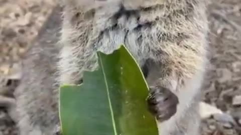 Cute Quokka - Cute animal