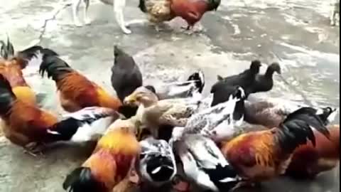 chicken VS dog fight funny dog fight video Best funny video