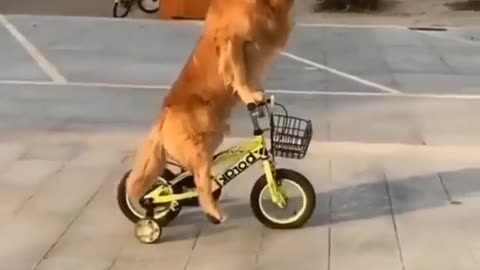 A dog on a bicycle