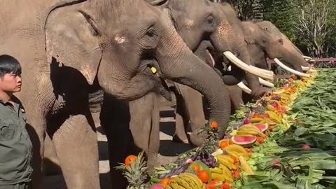 The elephant is enjoying a hearty fruit meal