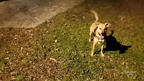 Otto and Jaxson playing fetch Midnight at park , have it all to ourselves