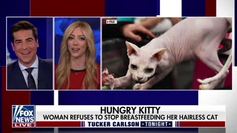 Fox News' Abby Hornacek and Jesse Watters follow up on the story about a woman who was caught breastfeeding a cat on a Delta flight