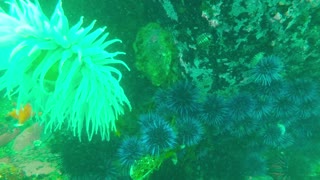 Scuba Diving View of Sea Life at Salt Point State Park June 2021