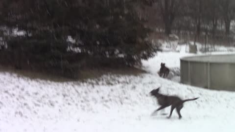 Dogs chase deer in my backyard
