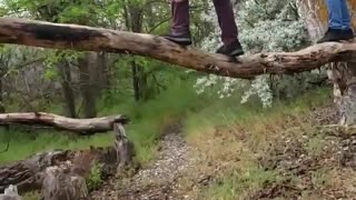 Big guy purple pants grey sweater falls off big tree branch