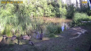 ducks, geese and birds on the pond