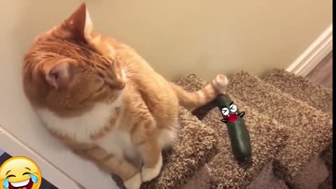 Cat Reactions Funny Videos - Laughing Bits