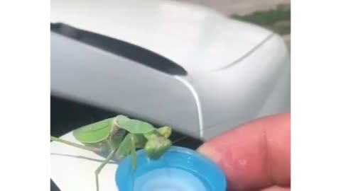 praying mantis drinks water from human hands