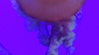 Awesome jellyfish