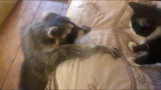 Raccoon sniffing out a cat