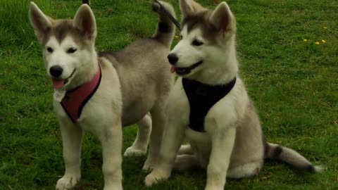 Things you need to know about Siberian Husky