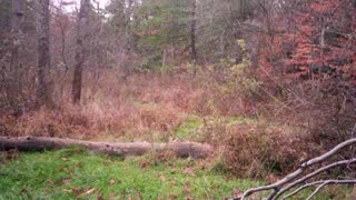 Gigantic Monster PA Buck Aggressively Chasing Multiple Doe In Daylight