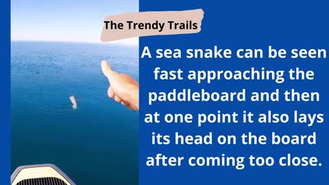 Man Bumps Into Sea Snake While Paddle Boarding In Ocean.