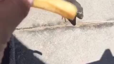 Girl gives fry to lizard while at the pool