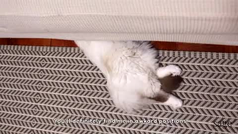 ADORABLE Siberian Cat Sleeping All Day, Everyday