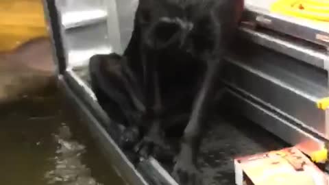 Dog Finds a Dry Place to Sit in Flooded Car